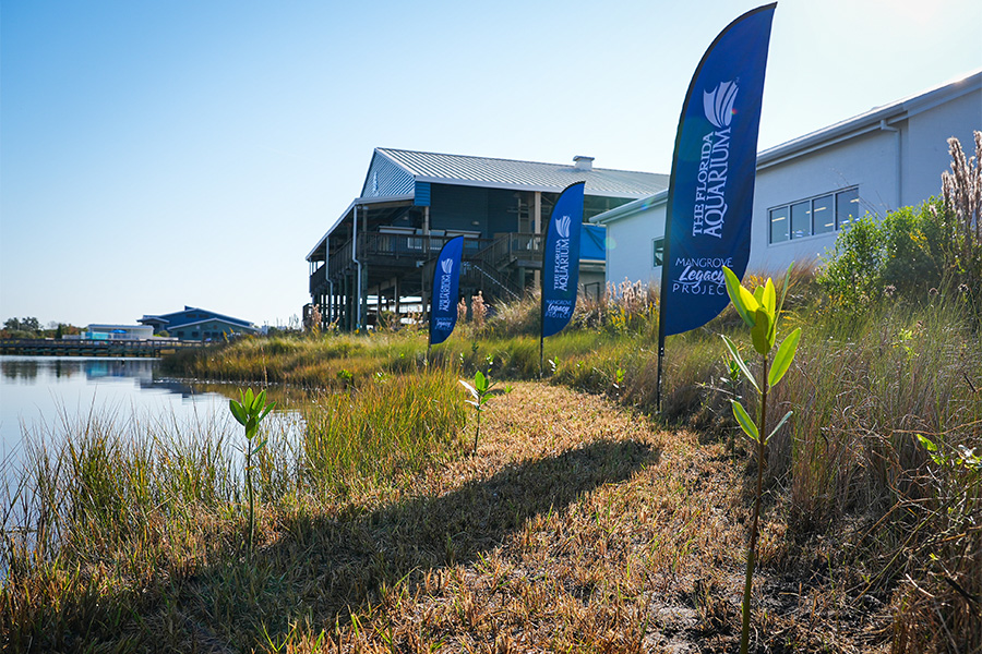 Mangrove propagules planted at The Florida Aquarium Apollo Beach campus with blue flags in the ground waving imprinted with The Florida Aquarium logo and the words Mangrove Legacy Project