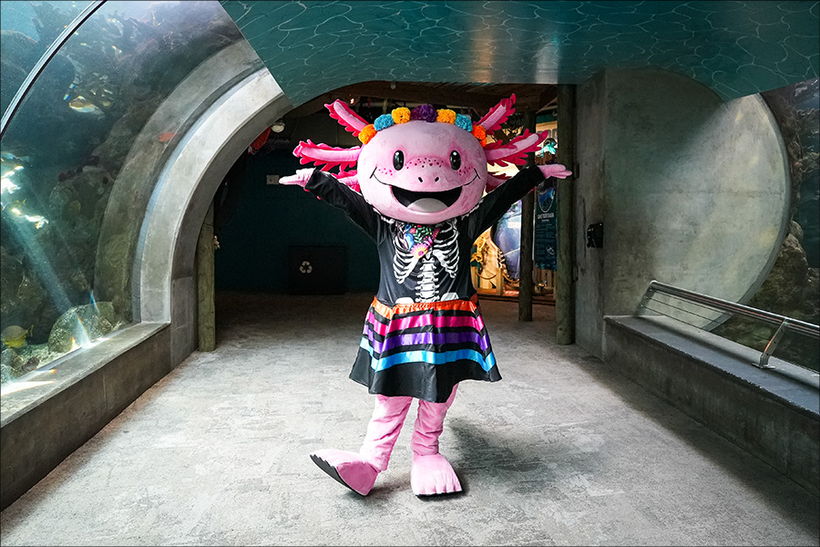 Xochi the Axolotl at the Florida Aquarium celebrating Day of the Dead