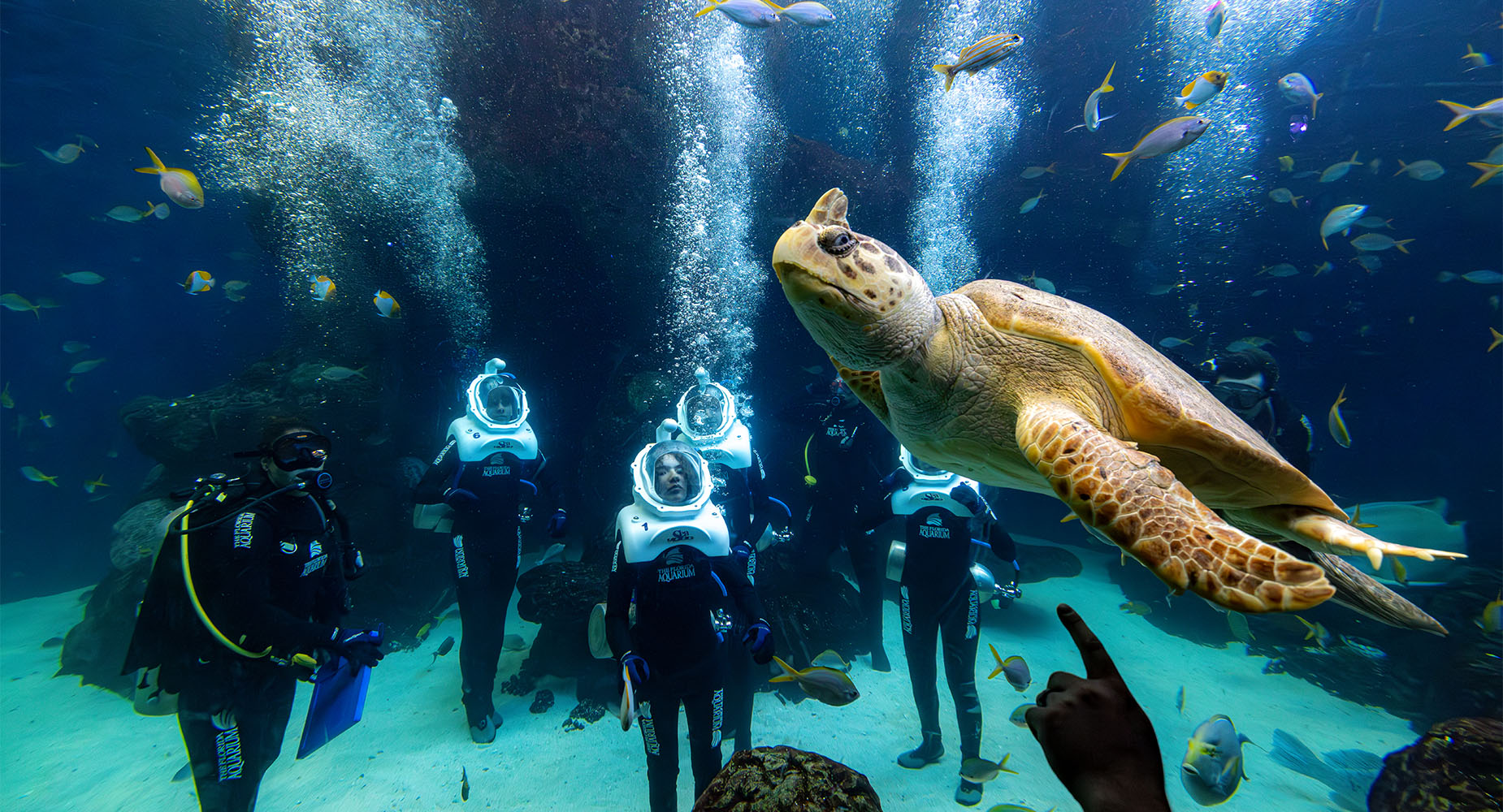 The Florida Aquarium SeaTREK group watching loggerhead sea turtle swim by