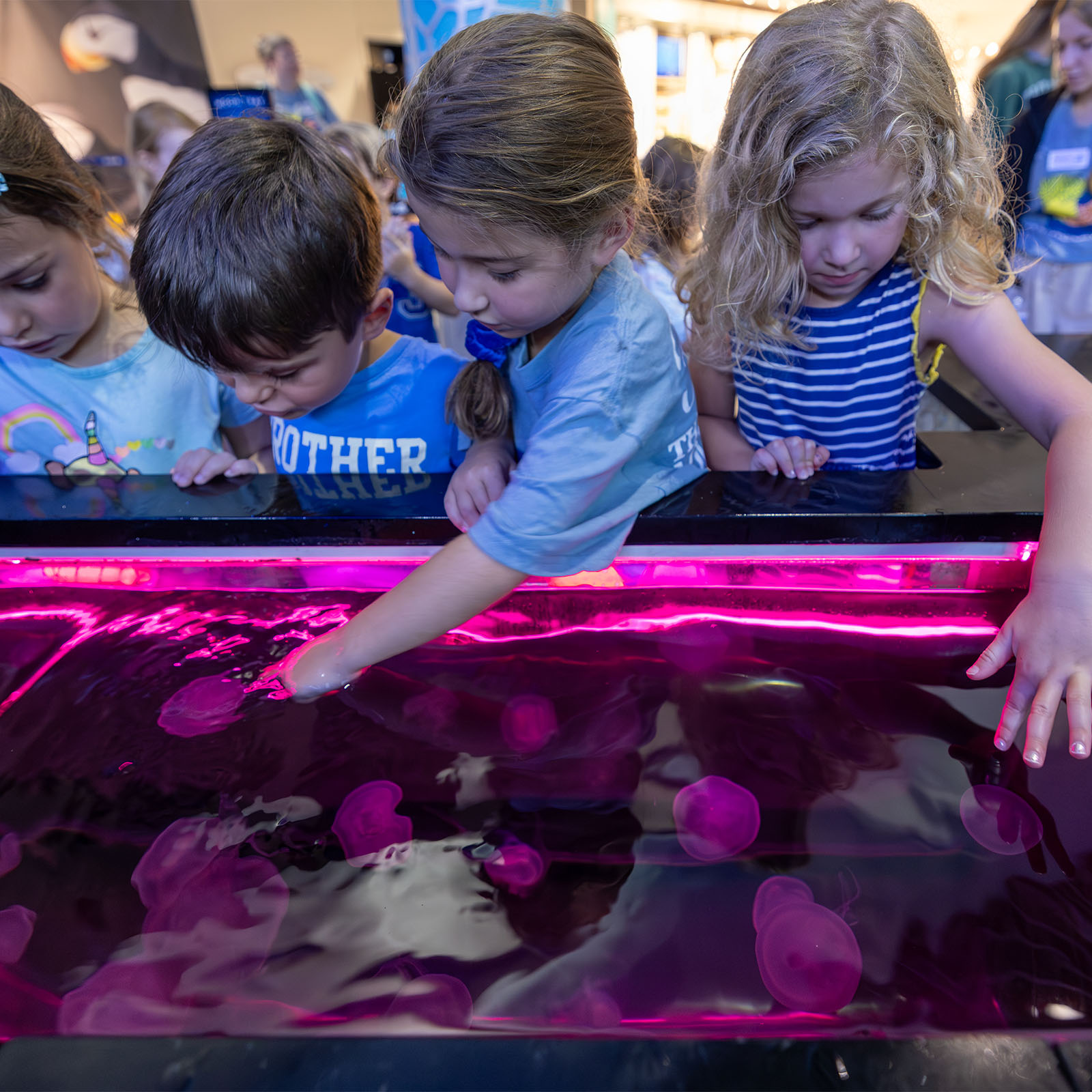 Campers touching moon jellies at The Florida Aquarium Moon Bay touch habitat