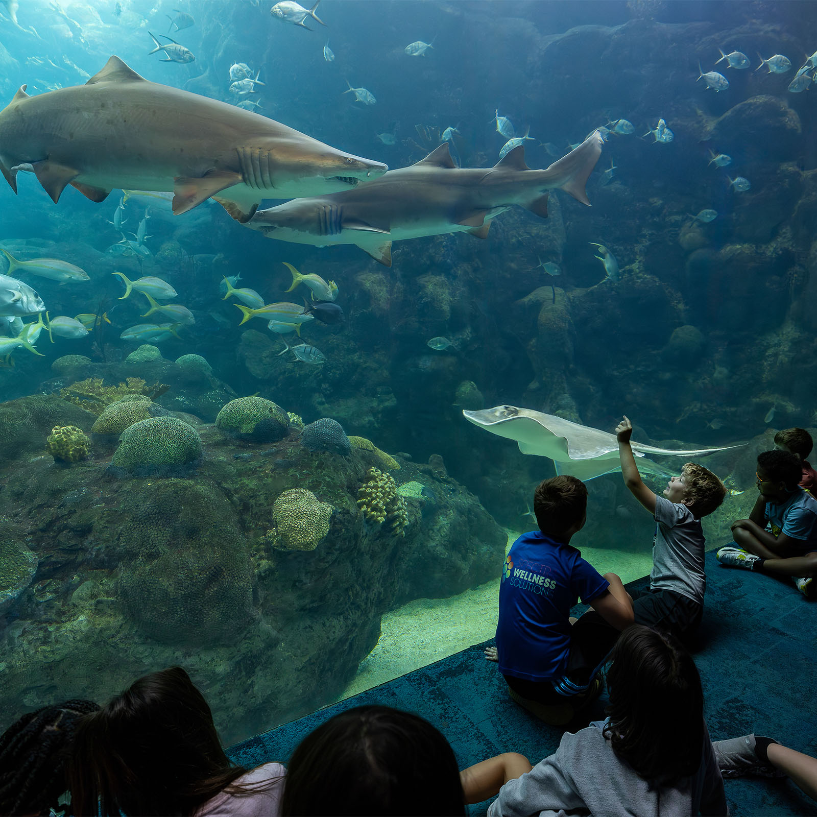 Young boy pointing sand tiger shark at The Florida Aquarium