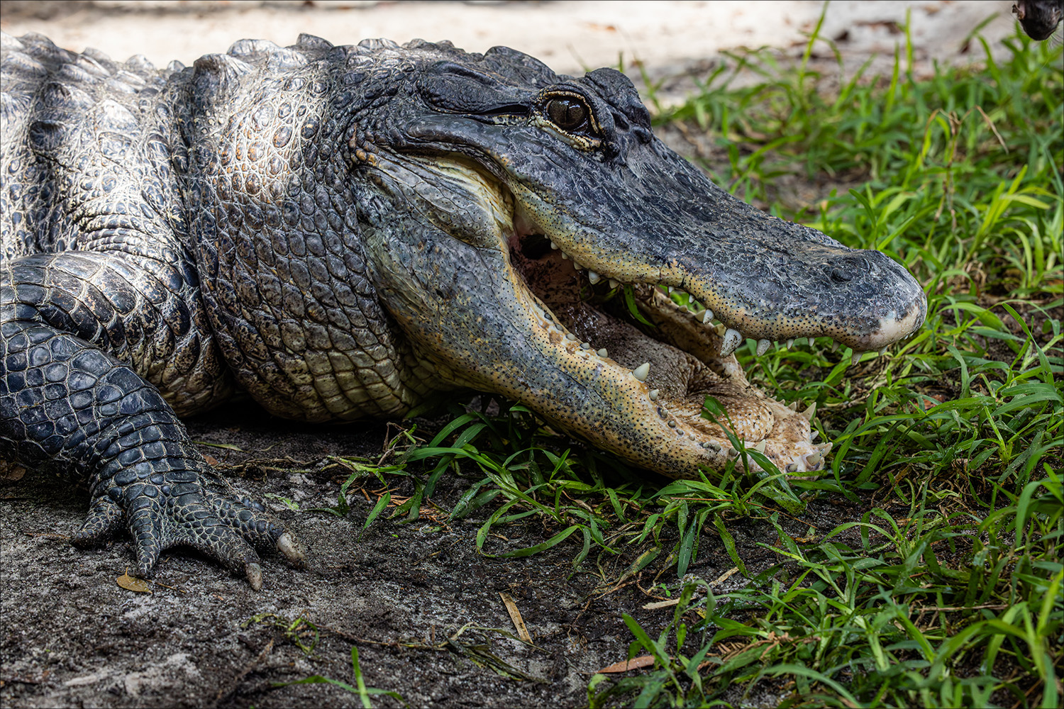 Alligator at the Florida Aquarium
