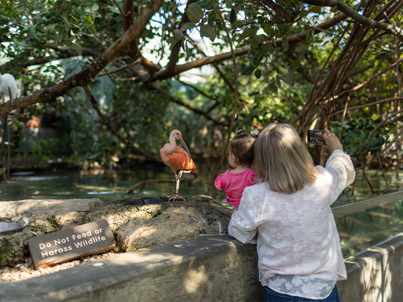 Woman holding toddler girl taking photo with camera in Wetlands with scarlet ibis in the background at The Florida Aquarium