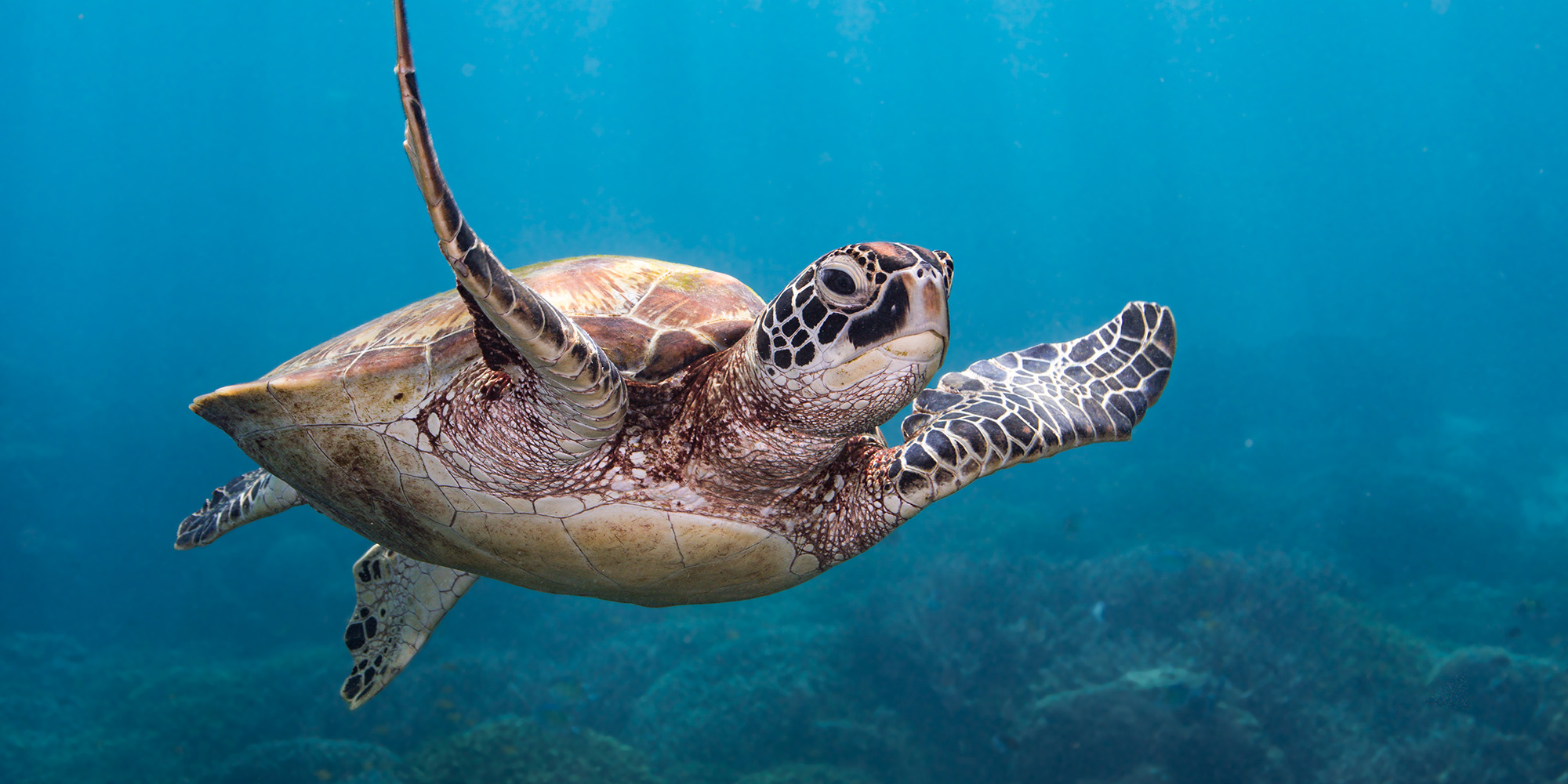 sea turtle swimming underwater