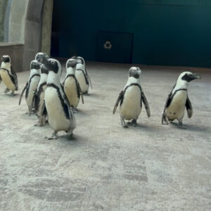 African penguins waddling through the coral reef tunnel at The Florida Aquarium