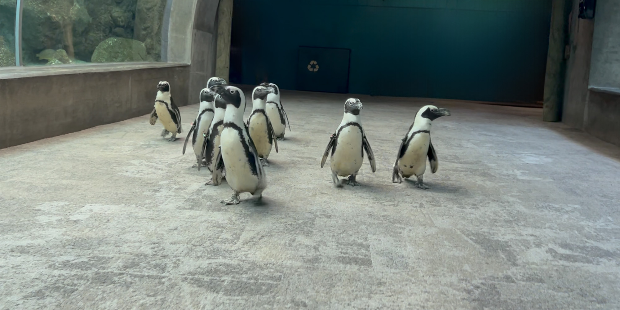 African penguins waddling through the coral reef tunnel at The Florida Aquarium