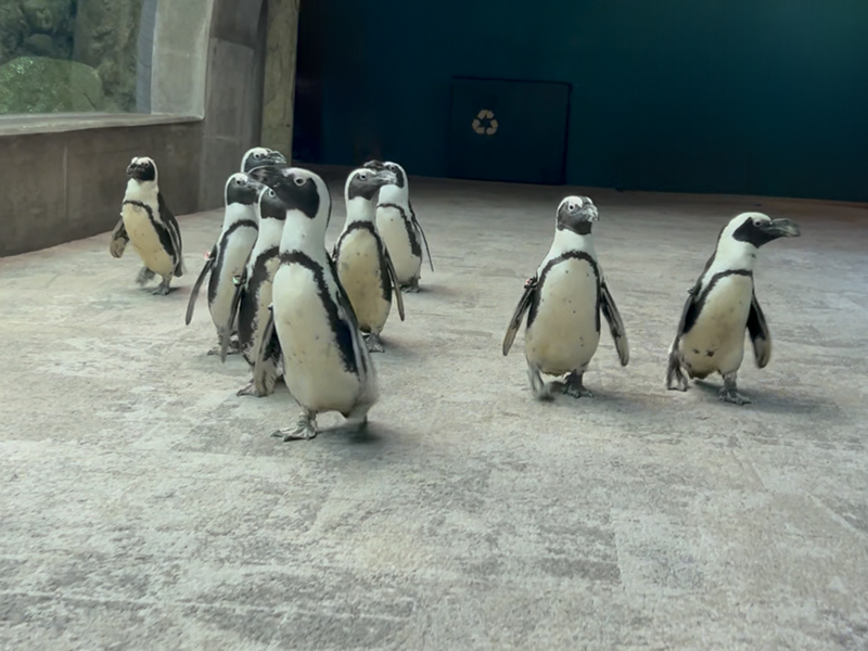 African penguins waddling through the coral reef tunnel at The Florida Aquarium