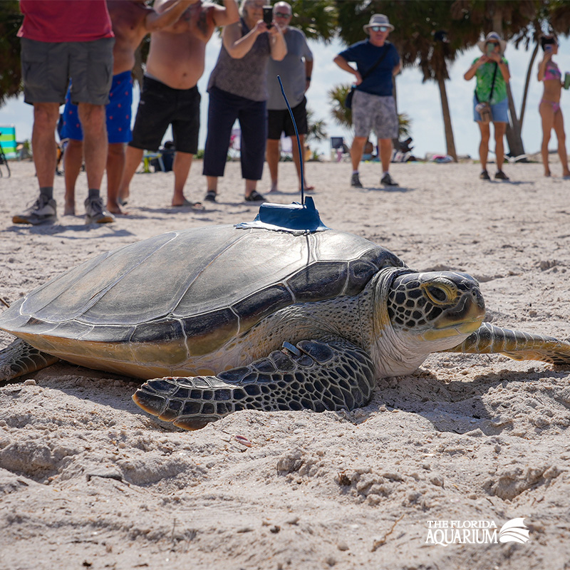 The Florida Aquarium releases rescued and rehabilitated loggerhead sea turtled named "Buckley" back to the ocean in February 2025