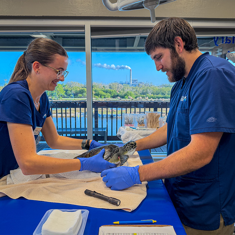 Dr. John Mastrobuono, VMD prepares to examine a sea turtle with the help of a female vet extern at The Florida Aquarium's Sea Turtle Rehabilitation Center in Apollo Beach, FL