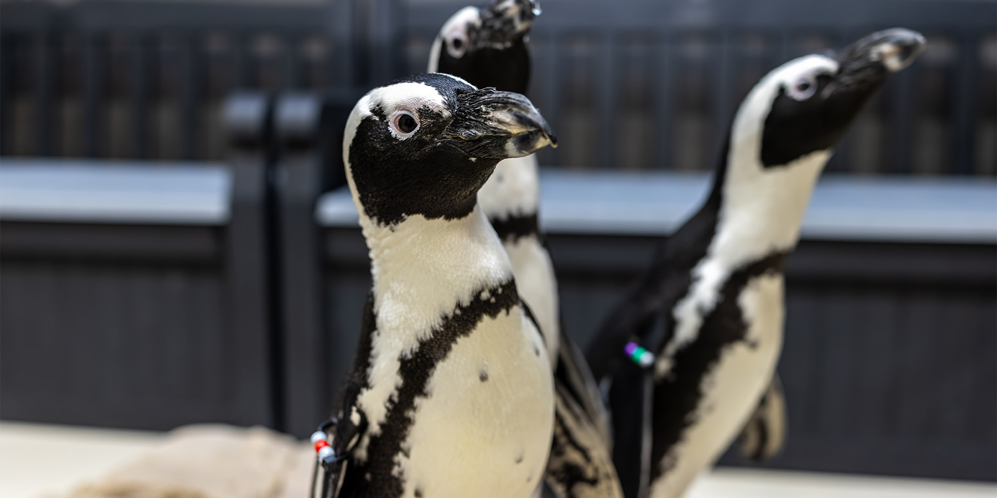 Three African penguins standing on a rock like structure in front of padded benches