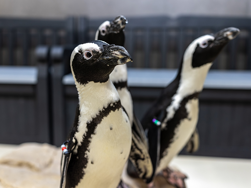 Three African penguins standing on a rock like structure in front of padded benches
