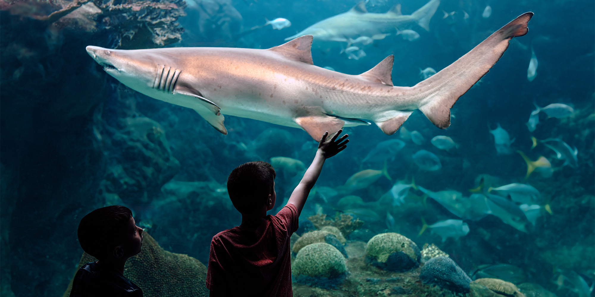 Two young boys watching a sand tiger shark swim by in Shark Reef at The Florida Aquarium. One boy has his right hand up as is waving to the shark.