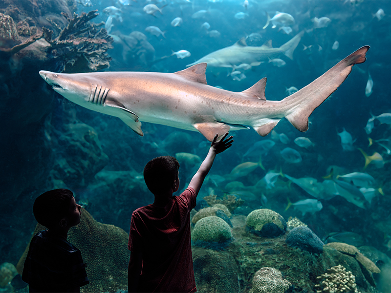 Two young boys watching a sand tiger shark swim by in Shark Reef at The Florida Aquarium. One boy has his right hand up as is waving to the shark.