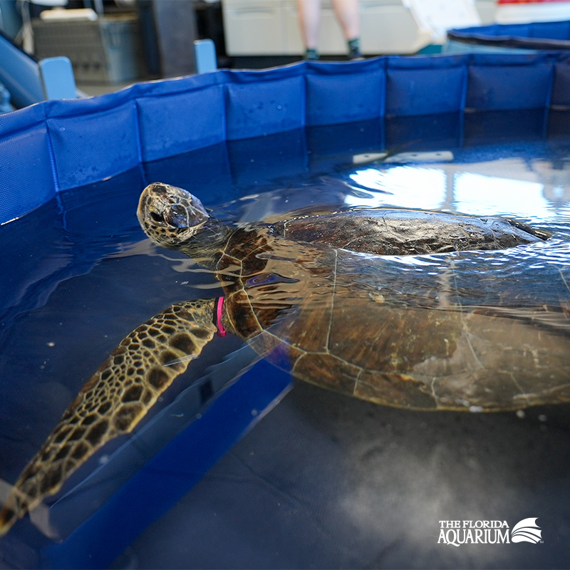 Rescued sea turtle swimming while being treated at The Florida Aquarium's Sea Turtle Rehabilitation Center in Apollo Beach, FL