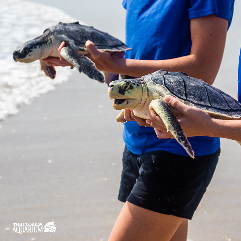 Two employees of The Florida Aquarium Sea Turtle Team hold rescued and rehabilitated sea turtles as they walk them towards the ocean for release in 2023