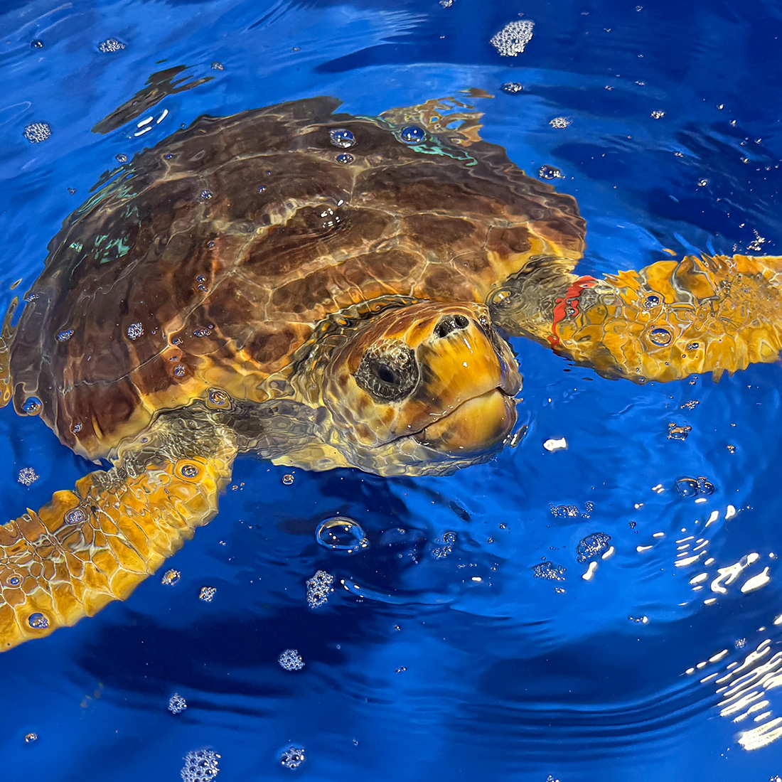 sea turtle swimming in MASH unit at The Florida Aquarium Sea Turtle Rehabilitation Center in Apollo Beach, FL