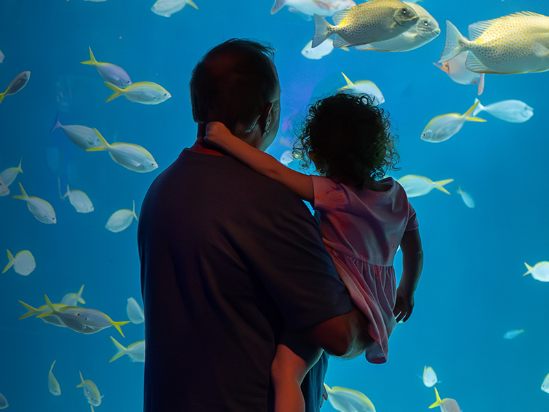 Father holding daughter in front of Heart of the Sea habitat at The Florida Aquarium