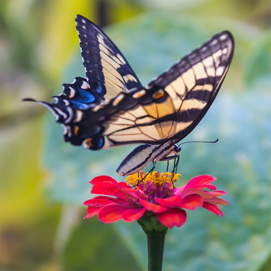 butterfly on zinnia