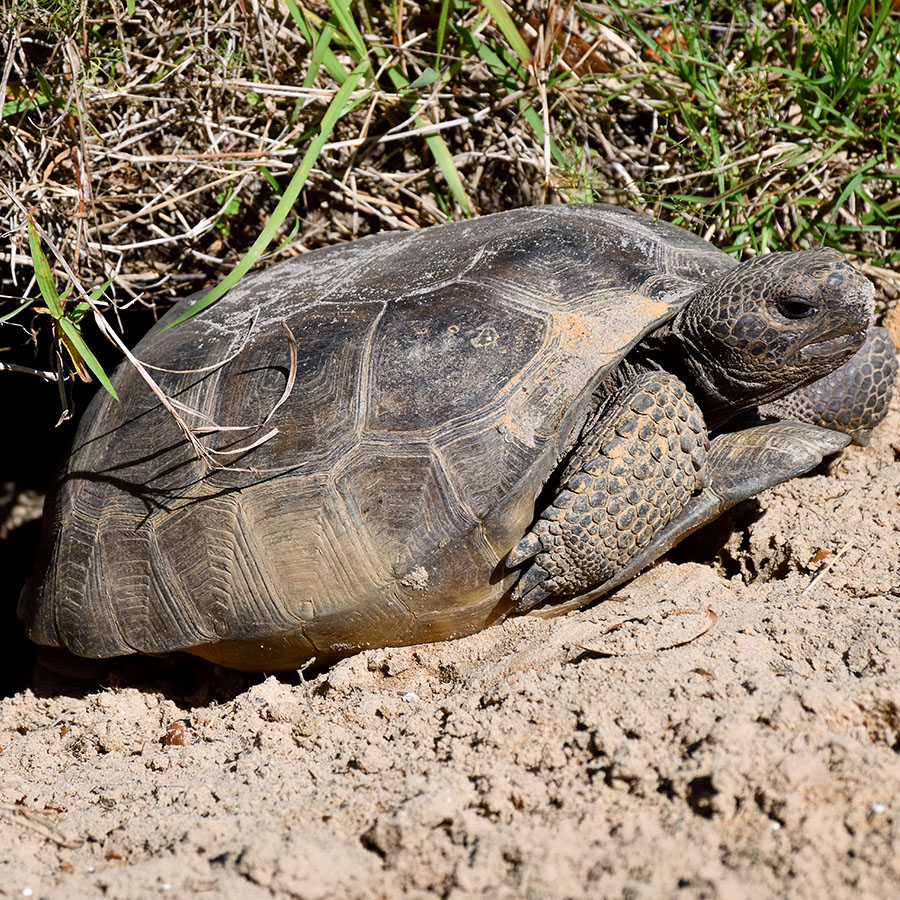 Gopher Tortoise coming out of its burrow