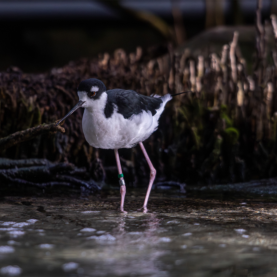 Black-Necked Stilt standing in water at The Florida Aquarium