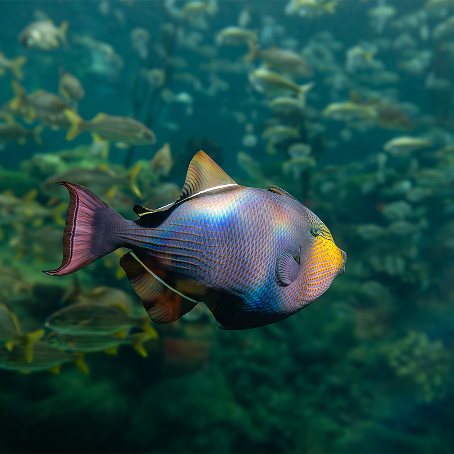 Black triggerfish swimming in the Coral Reefs at The Florida Aquarium
