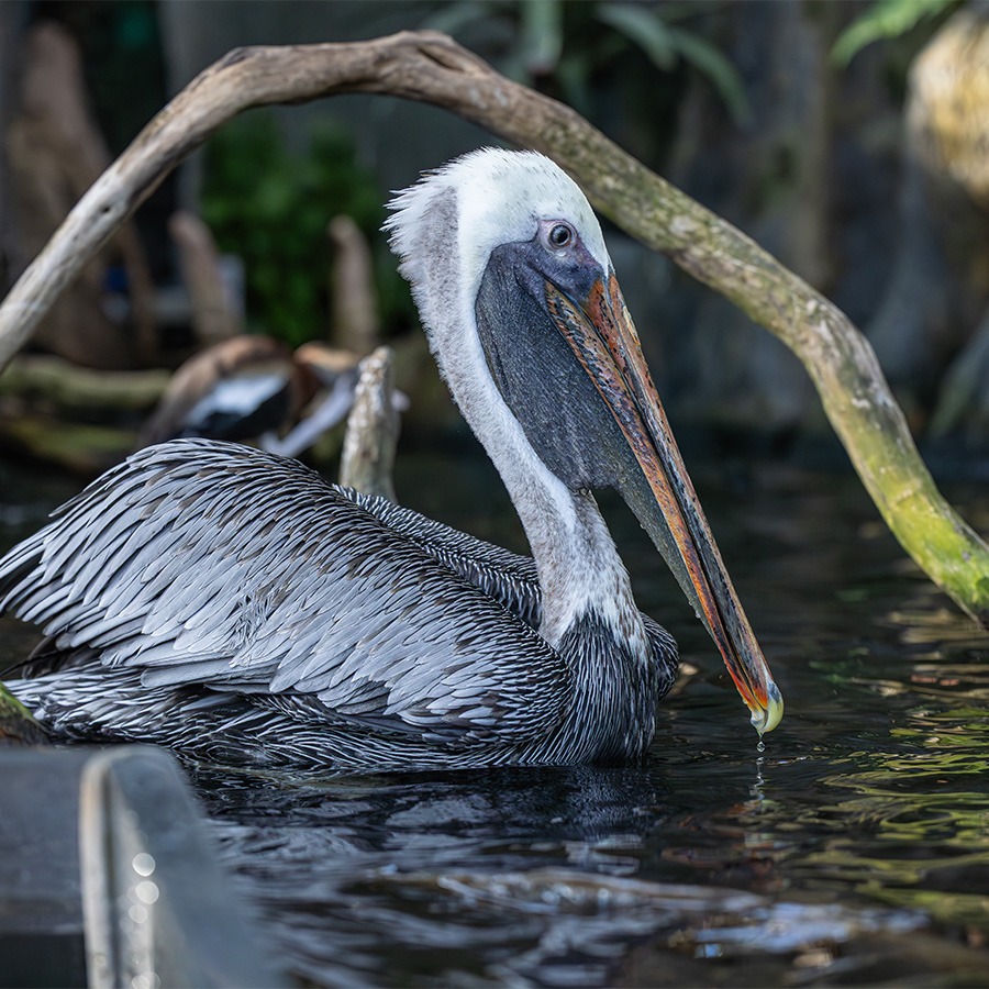 Brown pelican swimming in the water of the Wetlands of Florida gallery inThe Florida Aquarium