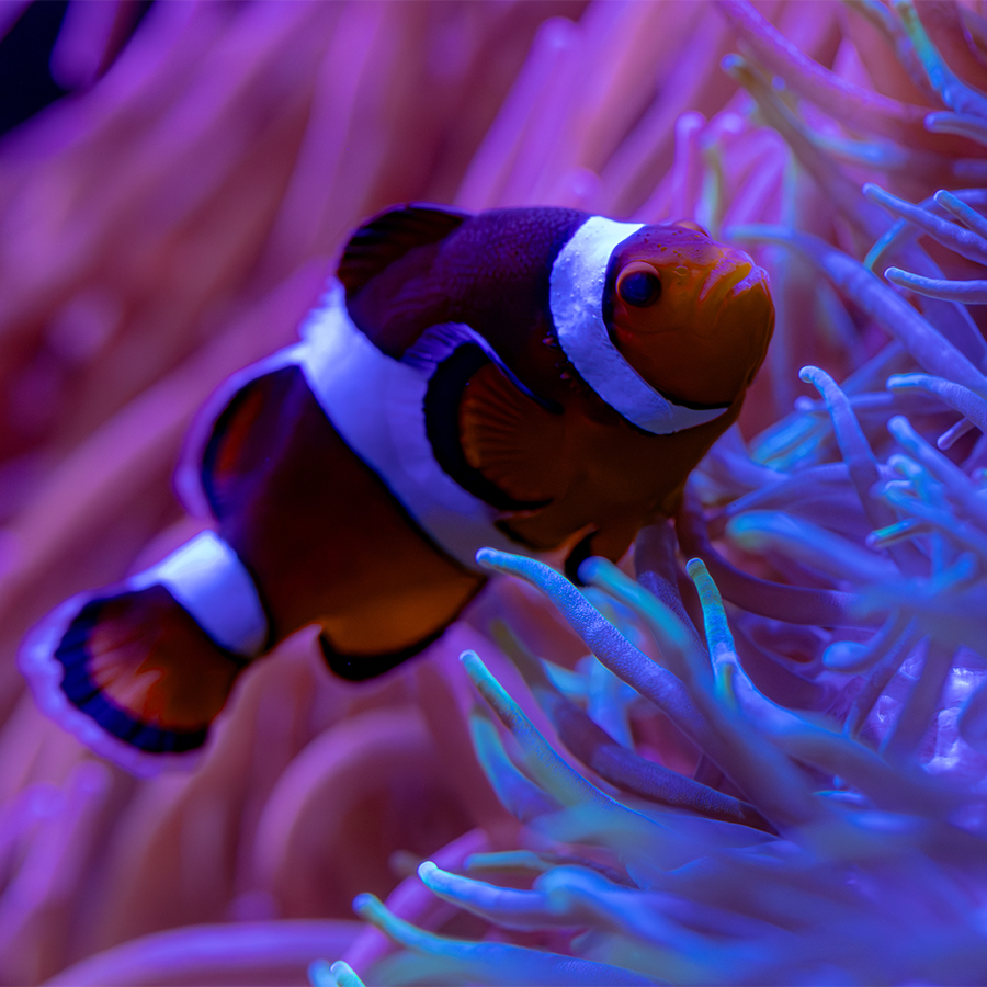 Clownfish resting on anemone at The Florida Aquarium