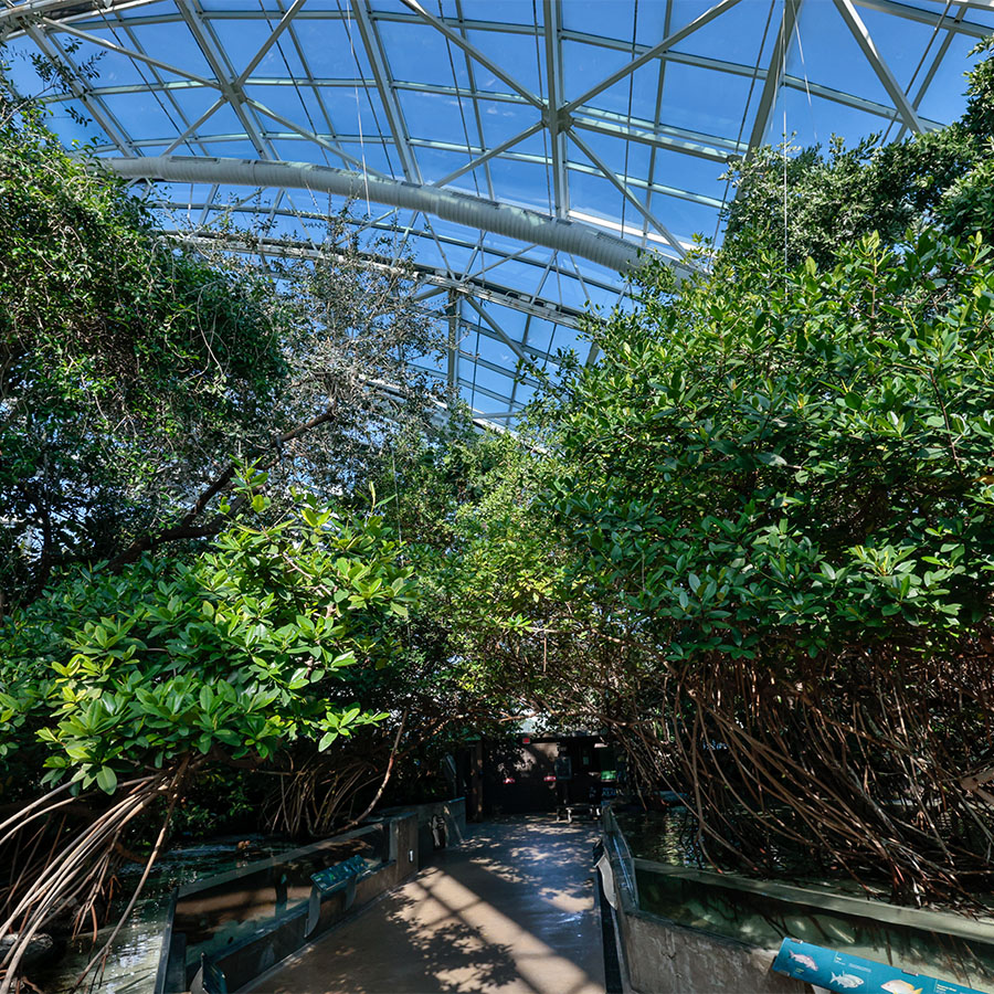 Mangroves in the Wetands of Florida at The Florida Aquarium
