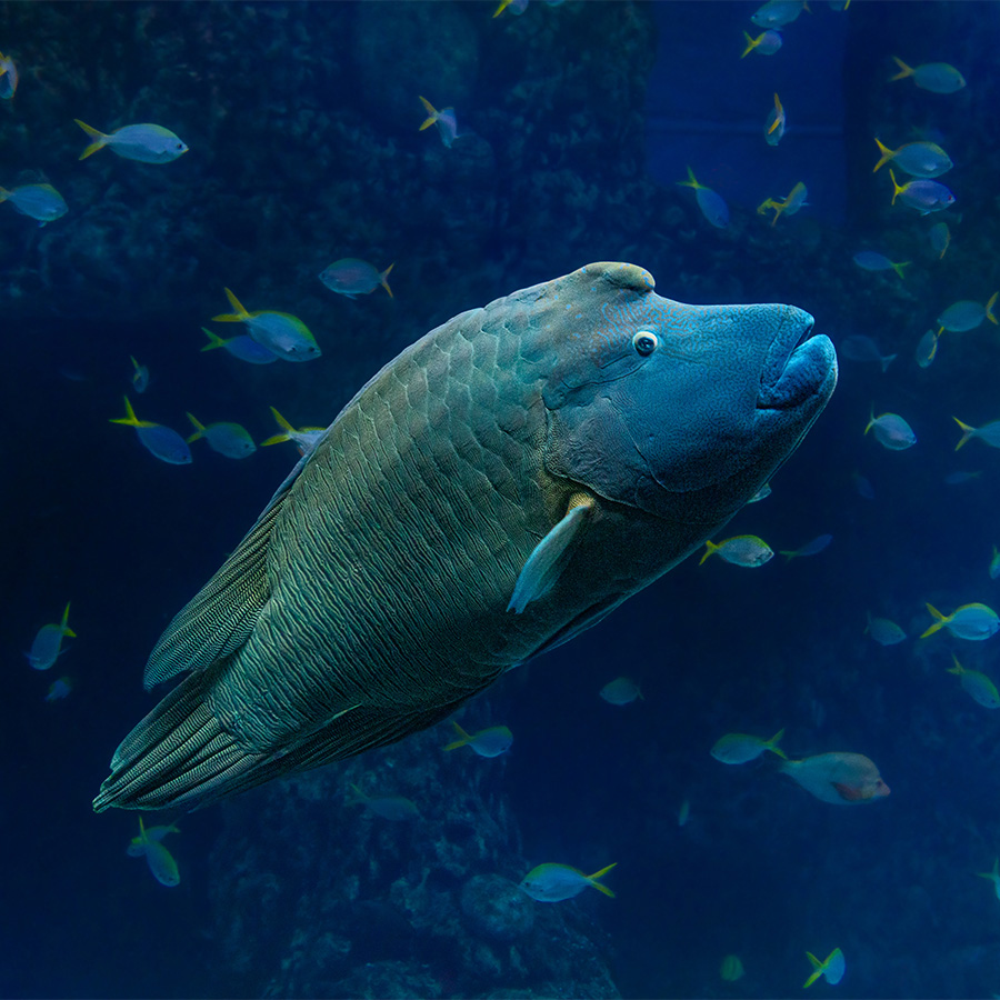 Maori wrasse and yellowtail fusiliers in Heart of the Sea habitat at The Florida Aquarium