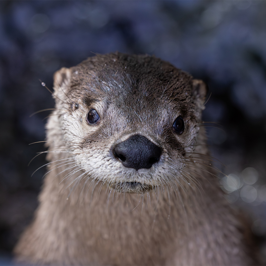 Close up of North American River Otter face at The Florida Aquarium