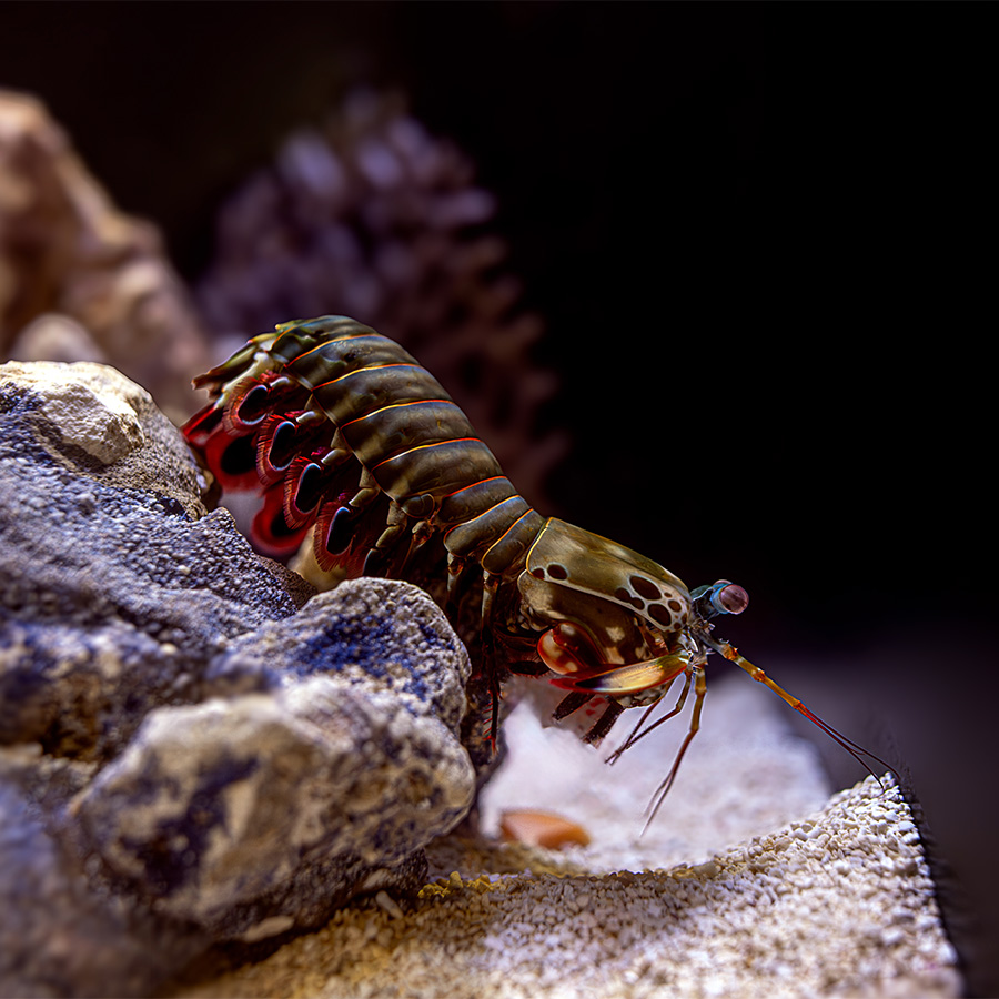 Peacock mantis shrimp moving down coral in Reef Secrets at The Florida Aquarium