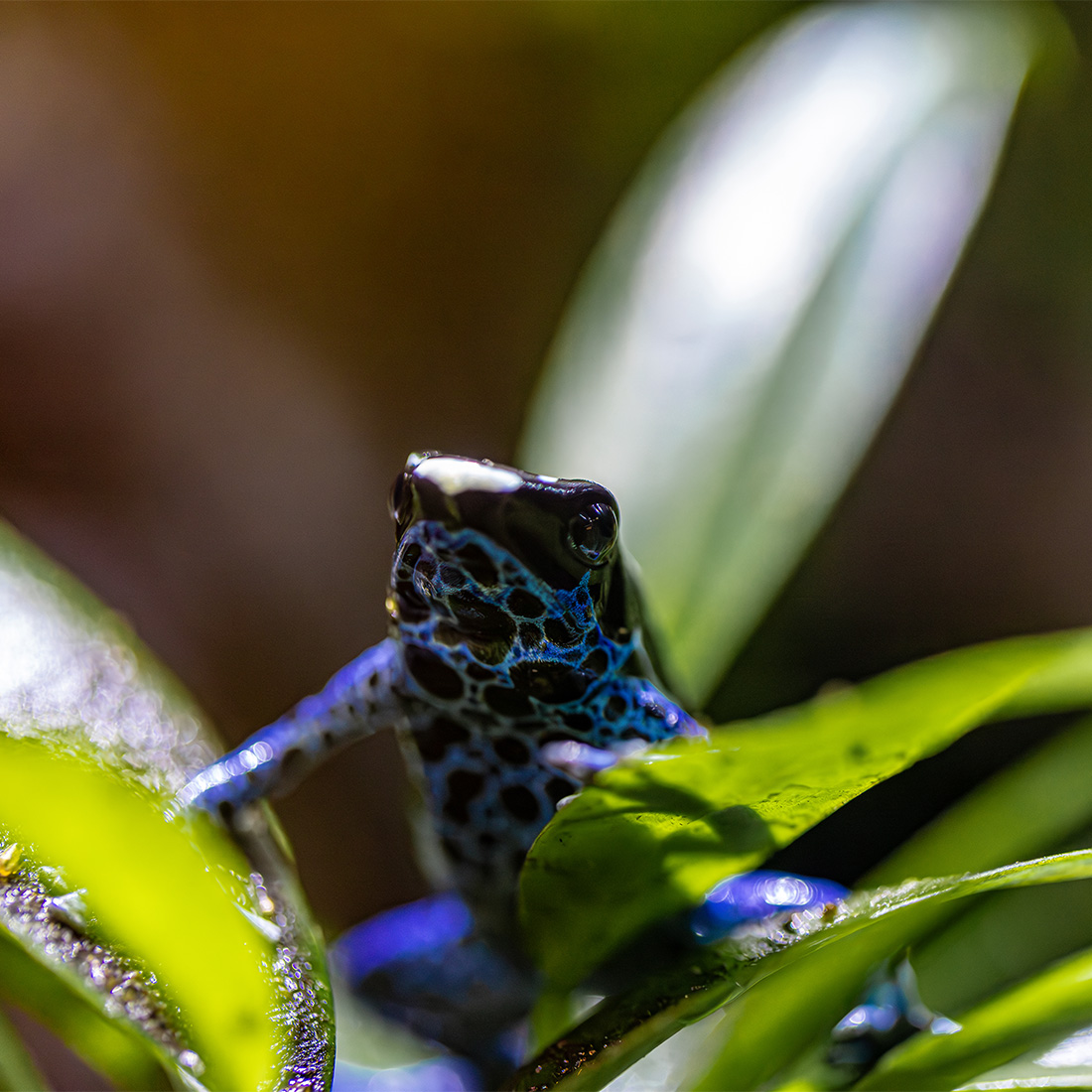 poison dart frog resting on leaves