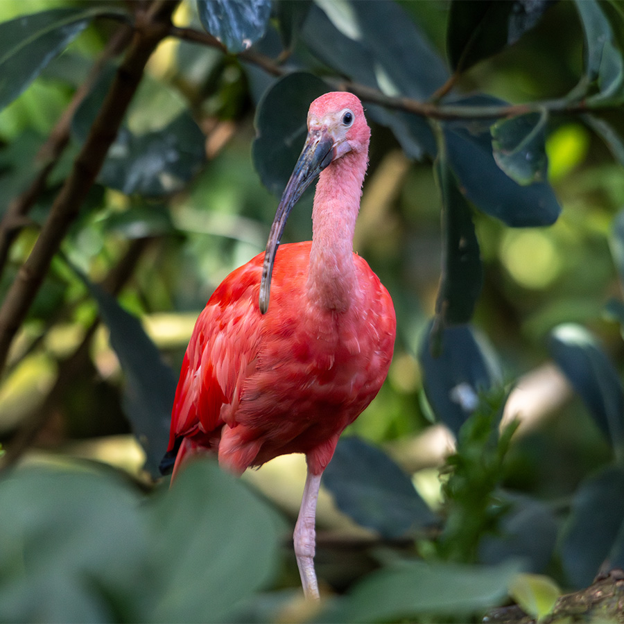 Scarlet Ibis in the Wetlands of Florida