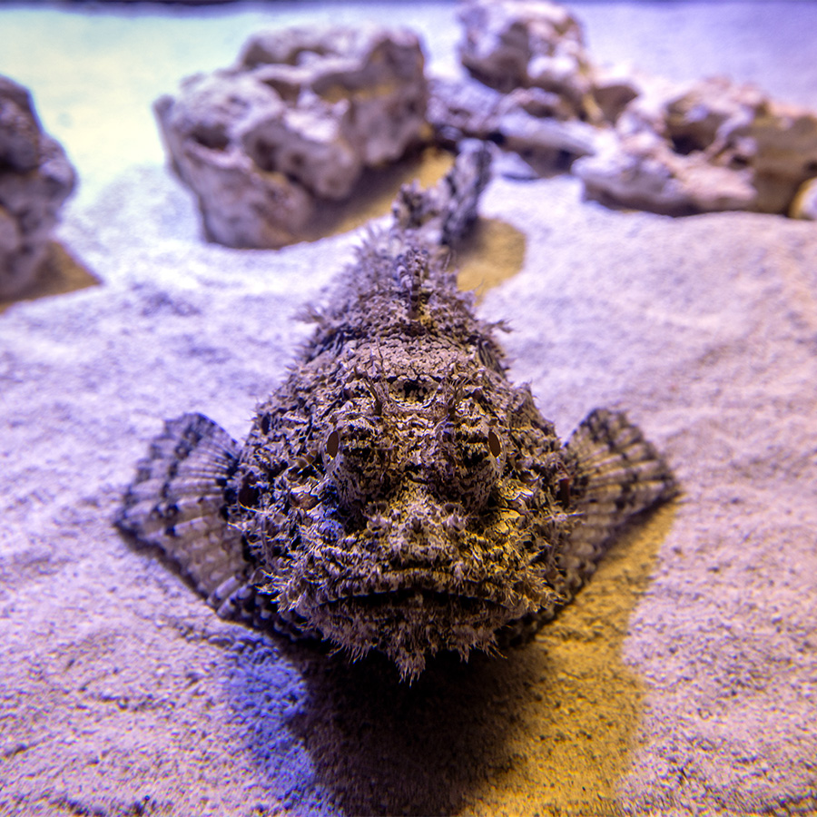 Spotted scorpionfish resting on the sand in Shoreines habitat at The Florida Aquarium