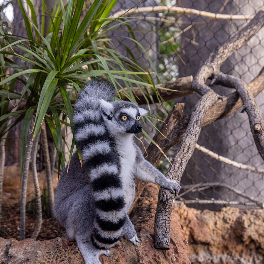 ring tail lemur