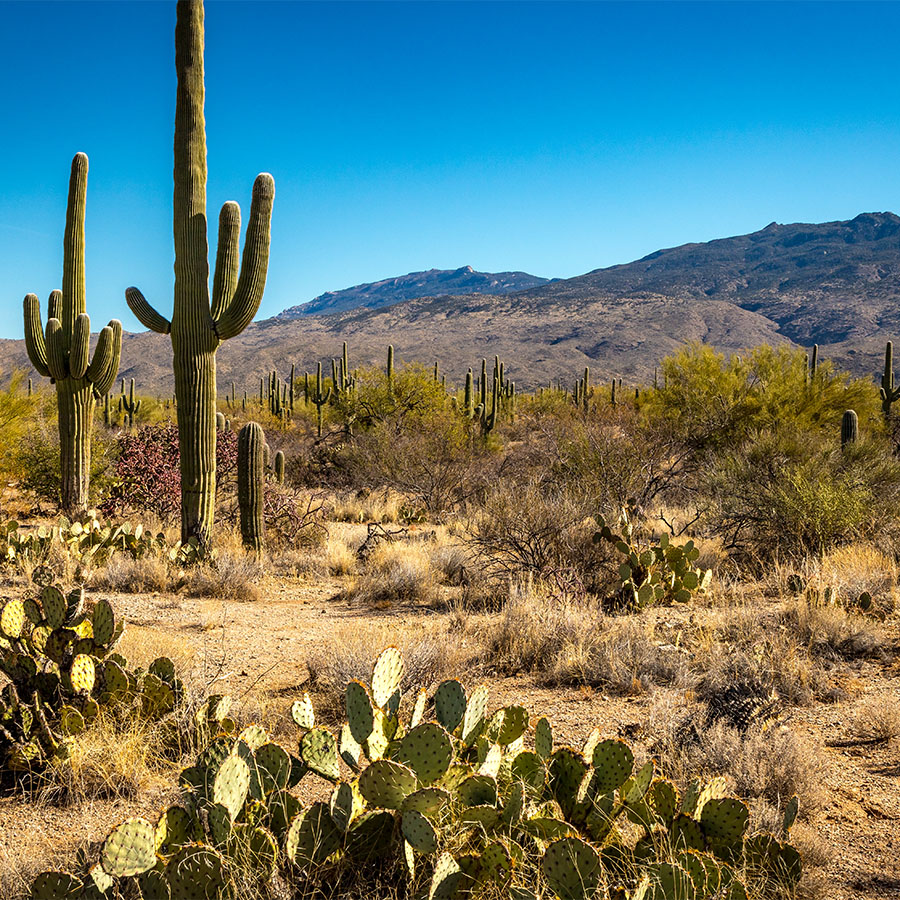 Sonoran Desert Tucson Arizona