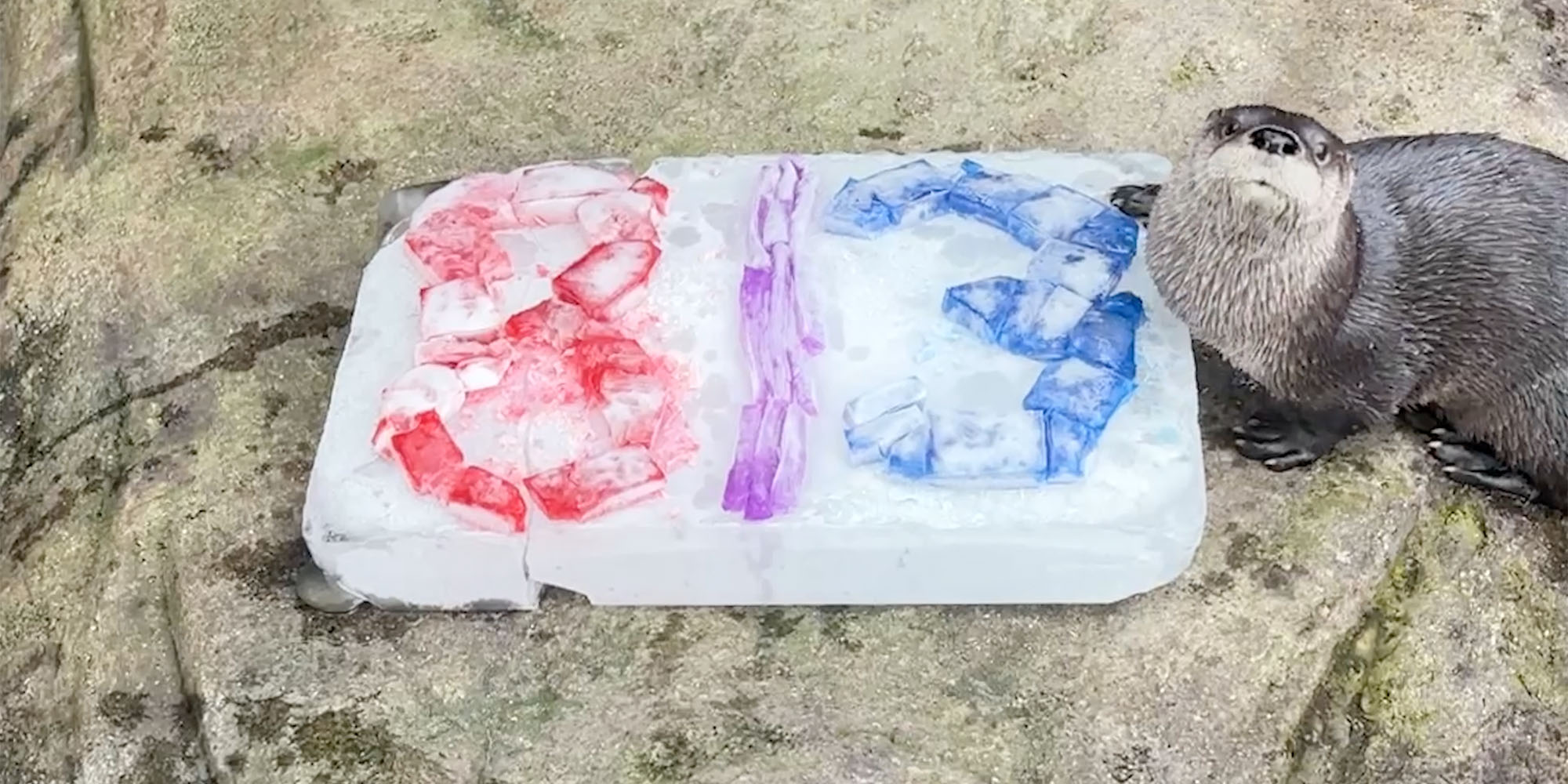 North American river otter next to ice block with the numbers 813 in pink, purple, and blue
