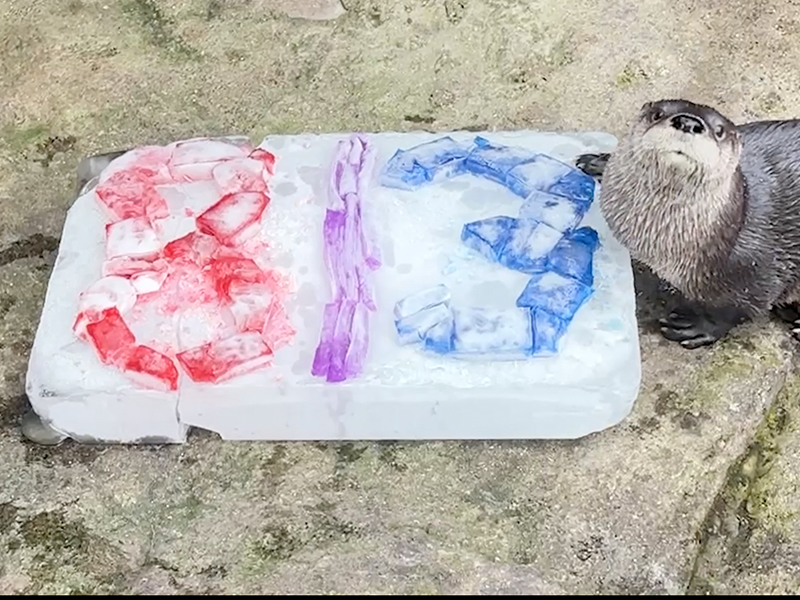 North American river otter next to ice block with the numbers 813 in pink, purple, and blue
