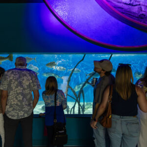 Adults enjoying the Aquarium