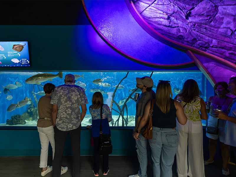 Adults enjoying the Aquarium