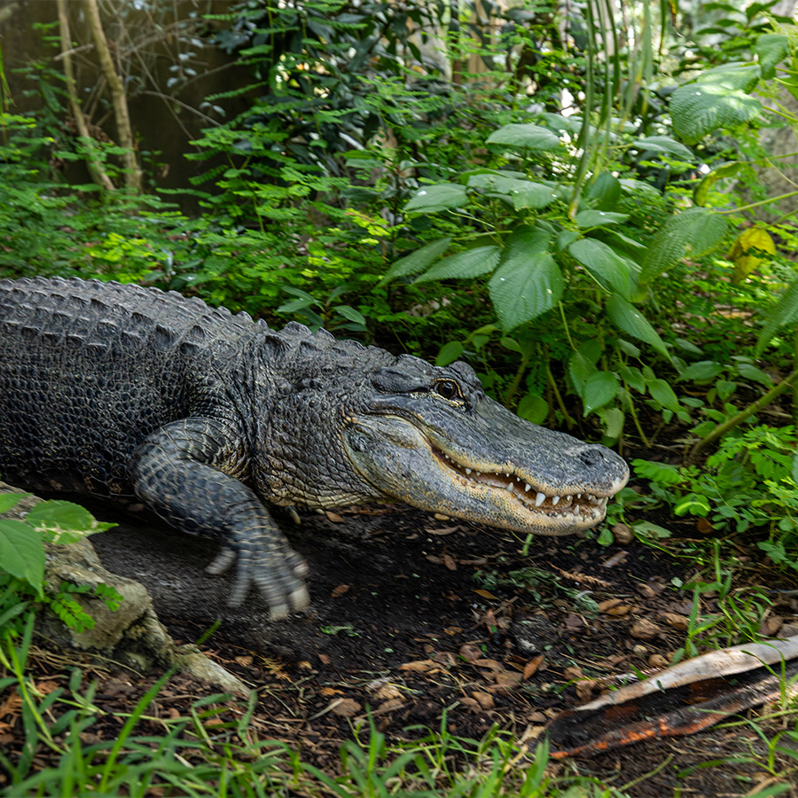 American alligator in trees
