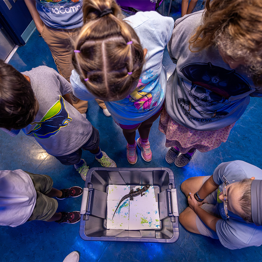 juvenille gator walking through paint as enrichment activity while campers watch