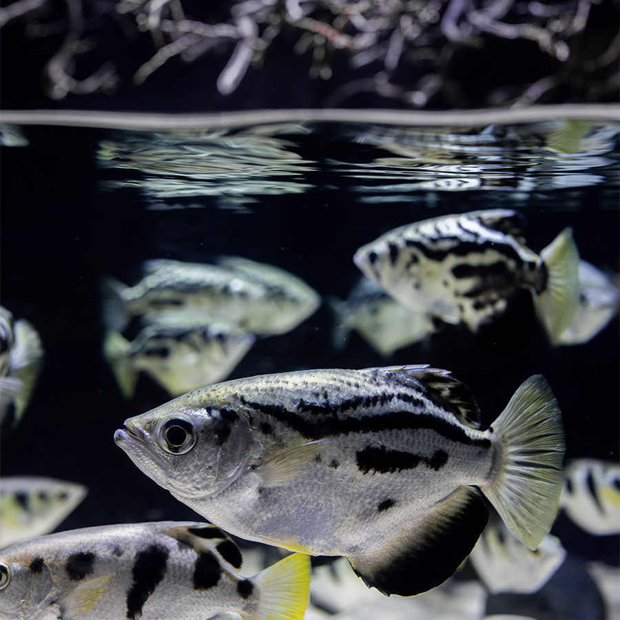 Archerfish swimming MORPH'D