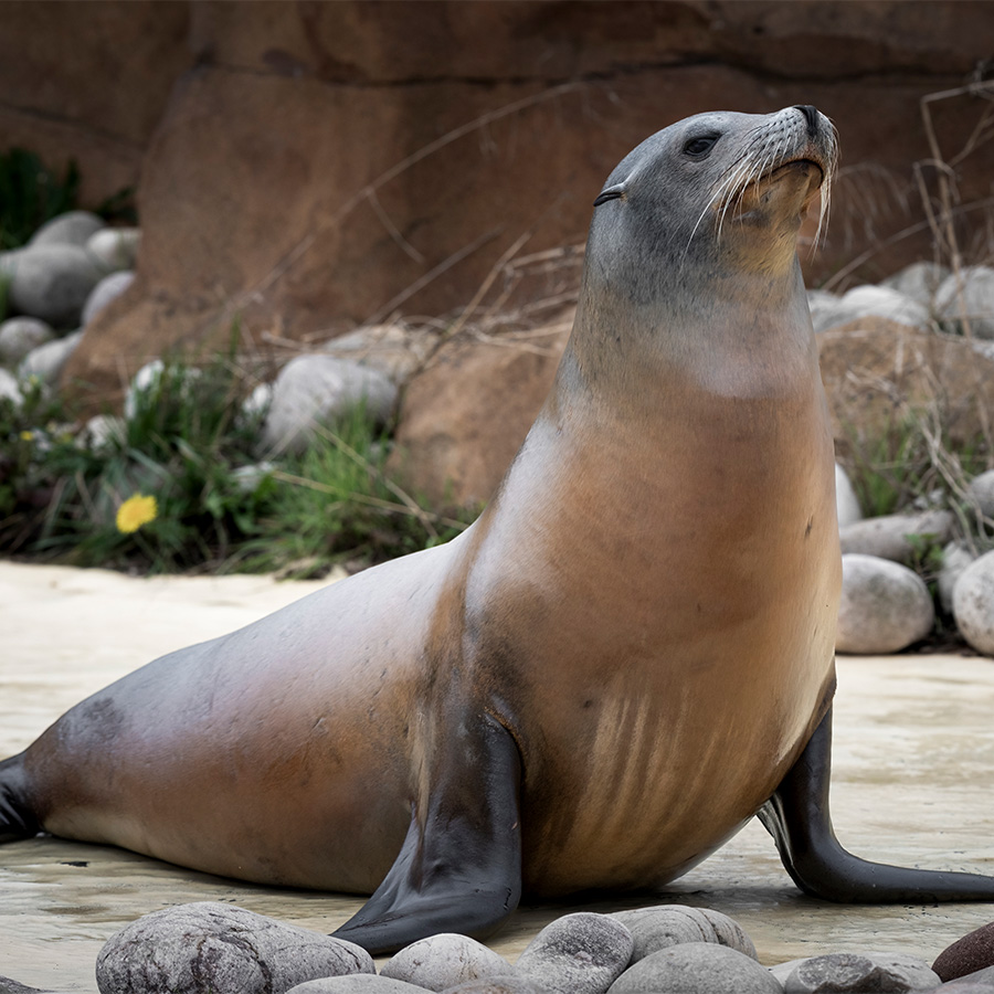 California sea lion