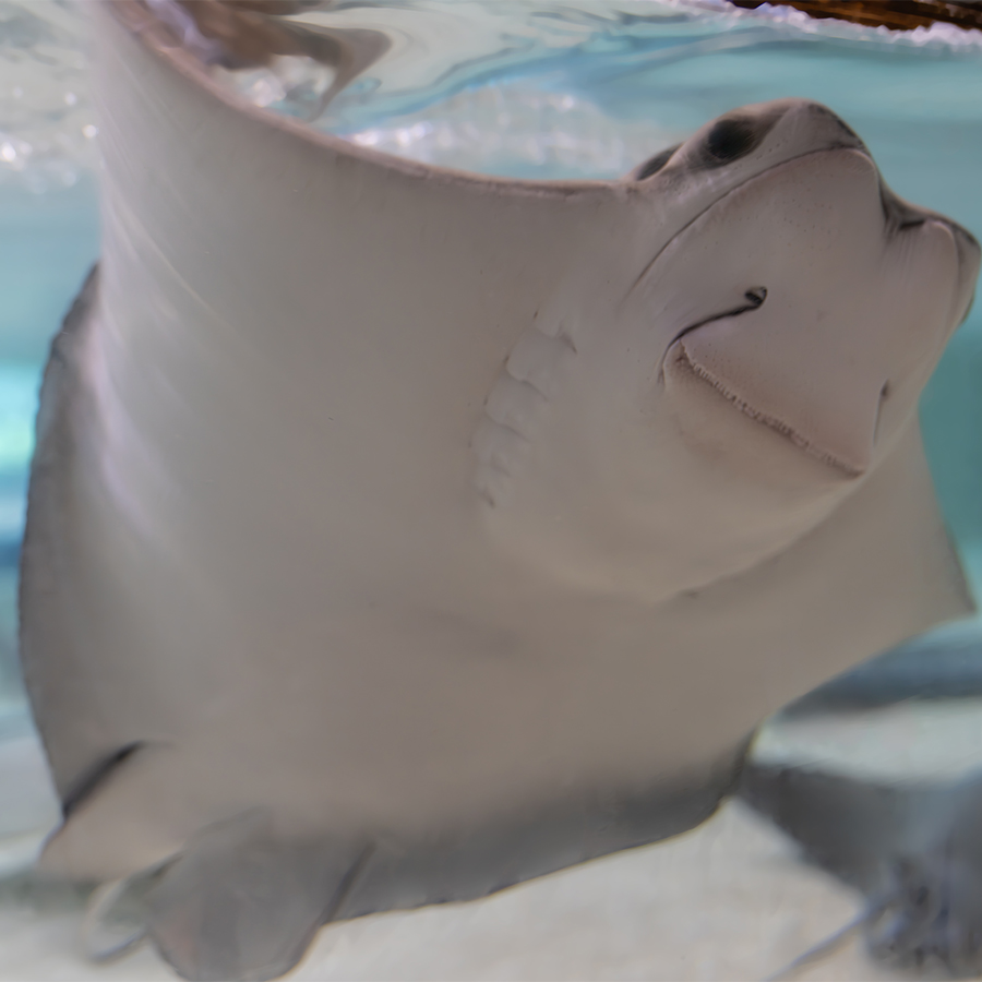 Cownose ray swimming