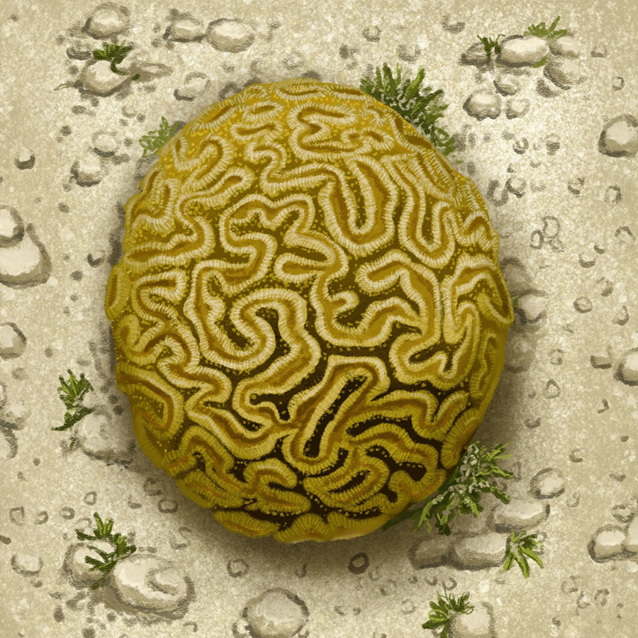 Grooved brain coral illustration