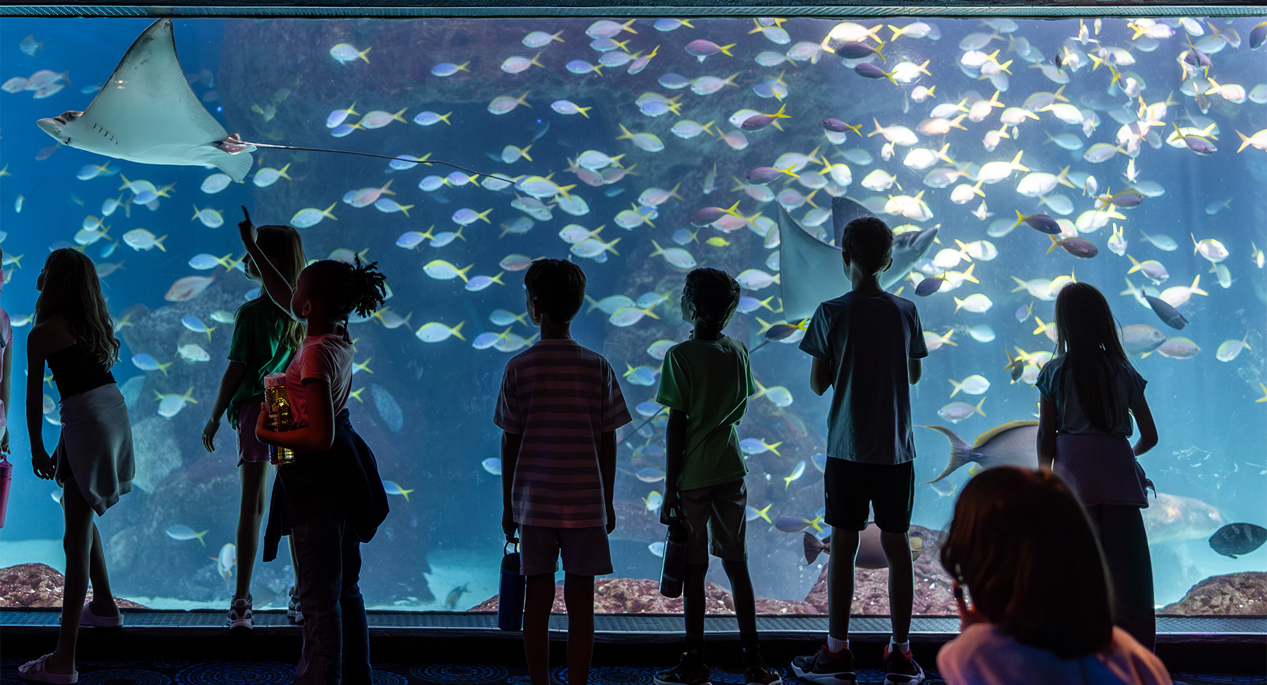 Girl pointing at spotted eagle ray while kids look at Heart of the Sea Habitat
