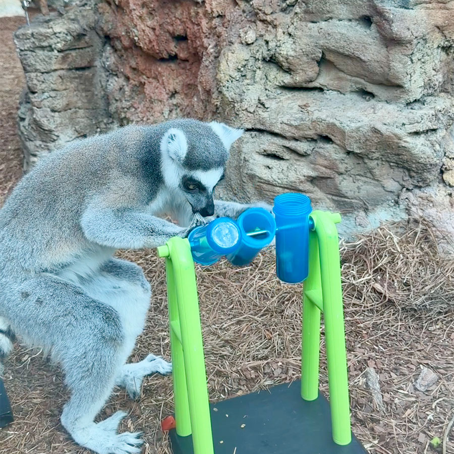 ring-tail lemur enrichment at The Florida Aquarium