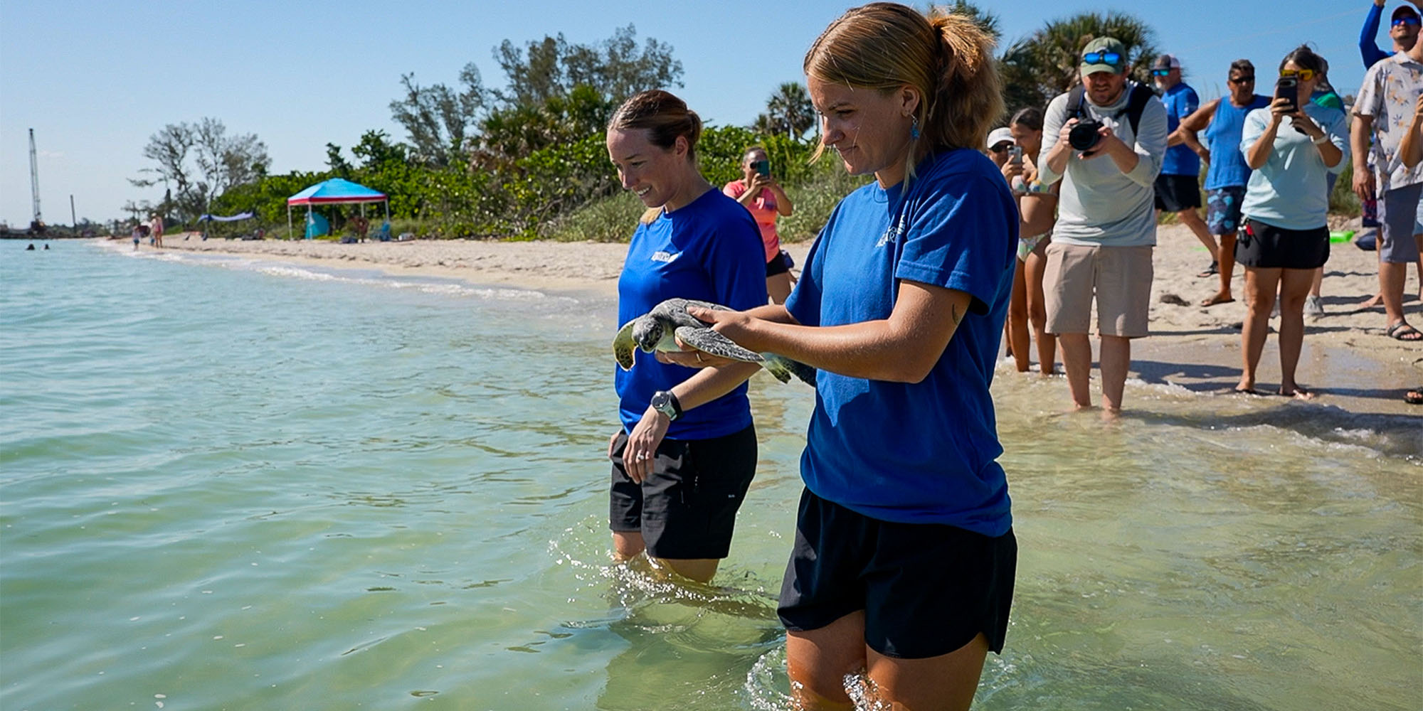 Two female employees from The Florida Aquarium's Sea Turtle Rehabilitation Center release green sea turtle "Purple" back to the Gulf