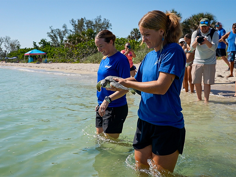 Two female employees from The Florida Aquarium's Sea Turtle Rehabilitation Center release green sea turtle "Purple" back to the Gulf